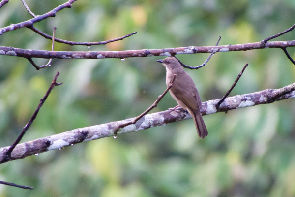 Cream-vented Bulbul