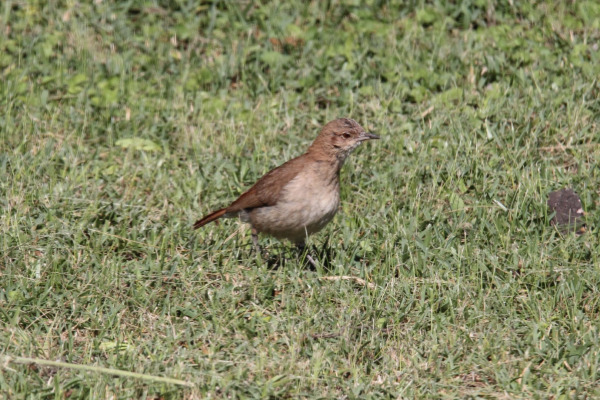 Creamy-bellied Thrush