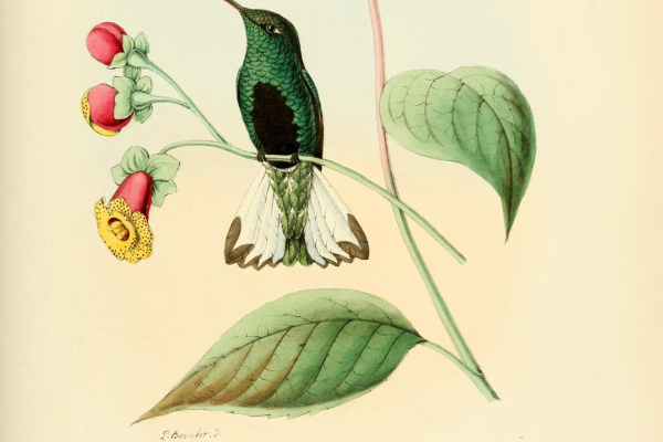 Crested Ant Tanager
