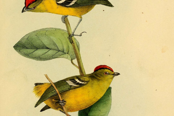 Crested Antbird