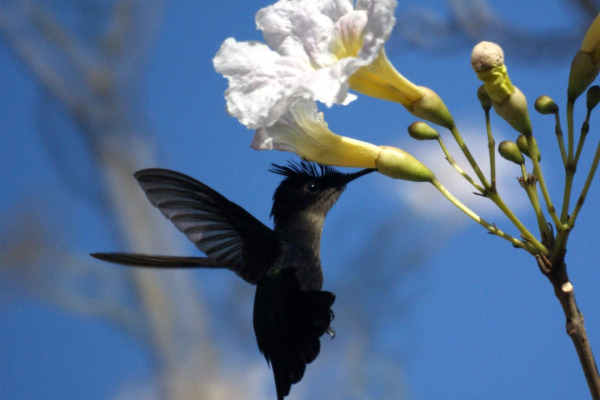 Crested Antbird