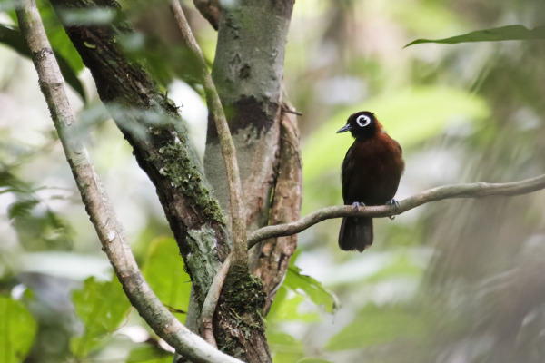 Crested Antshrike