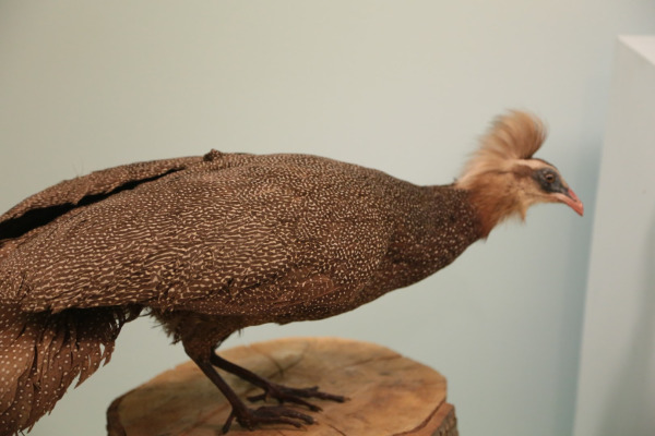 Crested Argus
