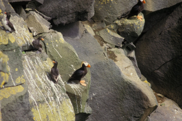 Crested Auklet