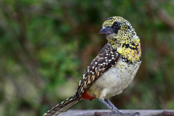 Crested Barbet