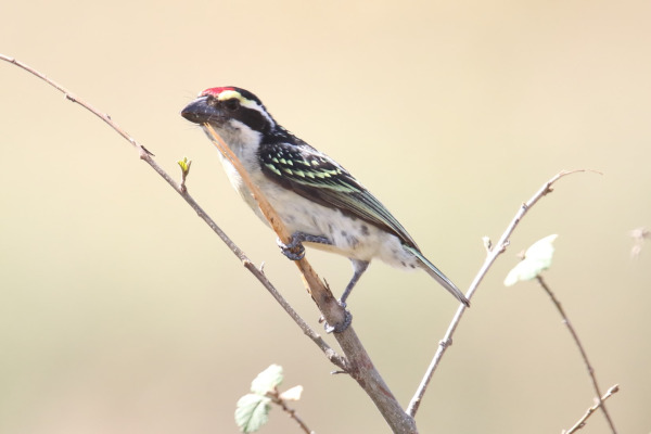 Crested Barbet