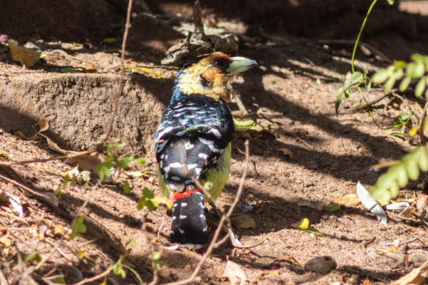 Crested Barbet