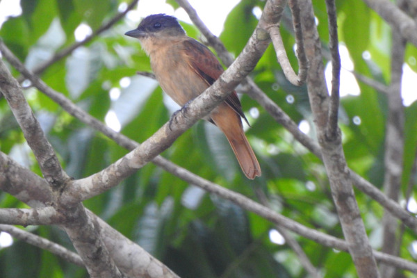 Crested Becard