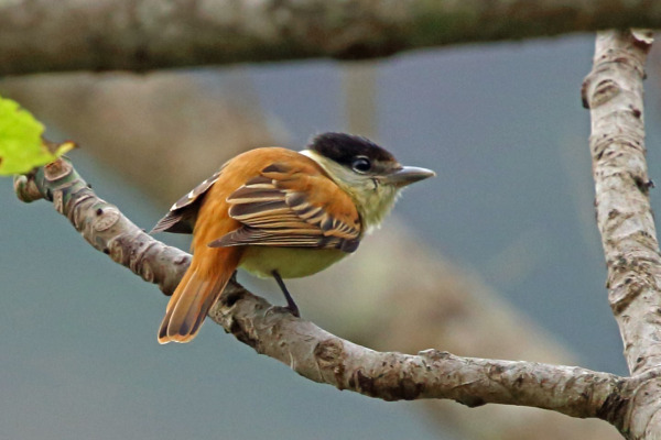 Crested Becard