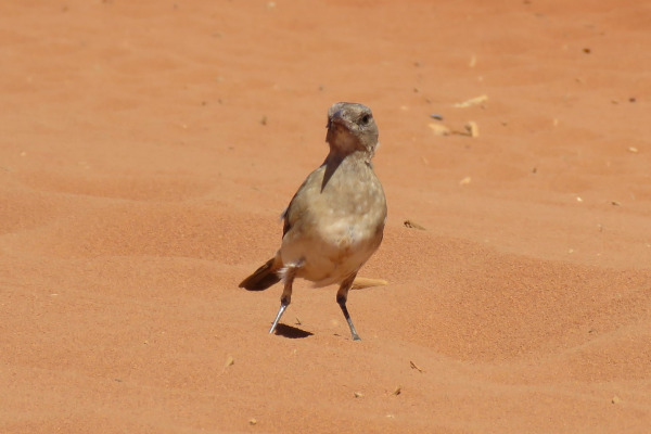 Crested Bellbird