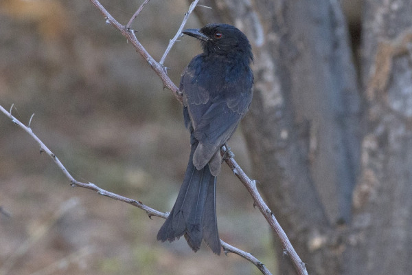 Crested Drongo