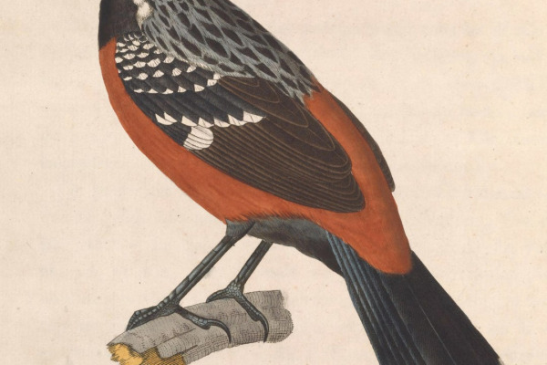 Crested Drongo