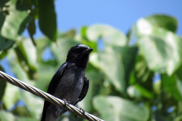 Crested Drongo