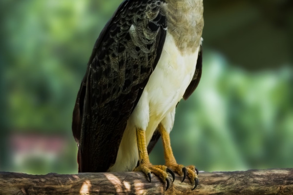 Crested Eagle