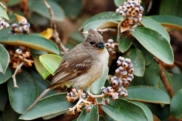 Crested Elaenia