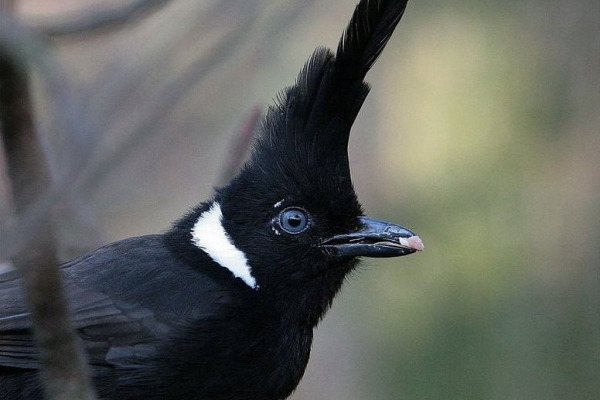 Crested Finchbill