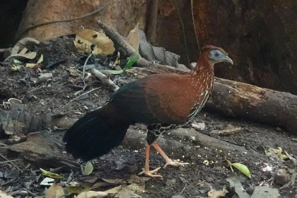 Crested Fireback