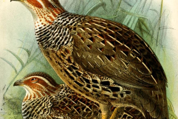 Crested Francolin
