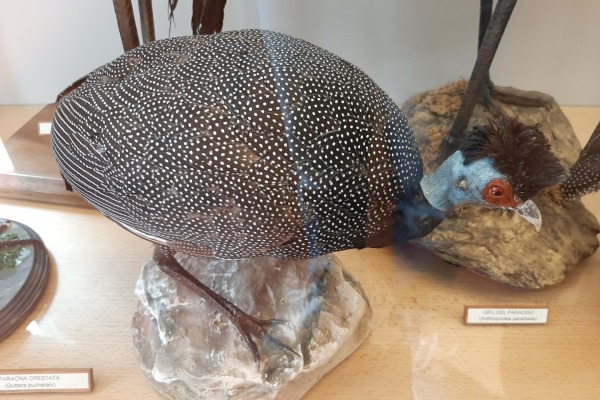 Crested Guineafowl