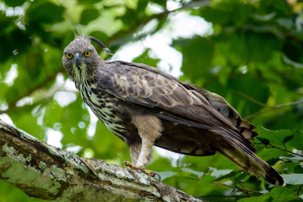 Crested Hawk-Eagle