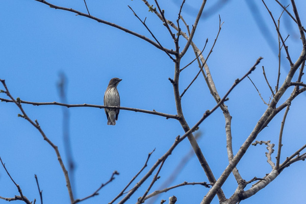 Crested Honeyeater