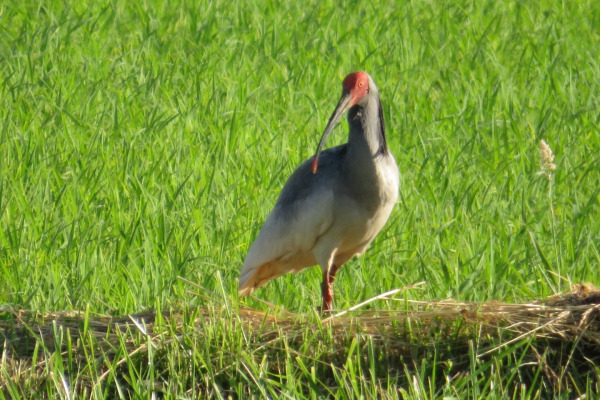 Crested Ibis