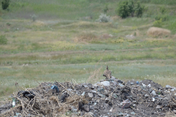 Crested Lark