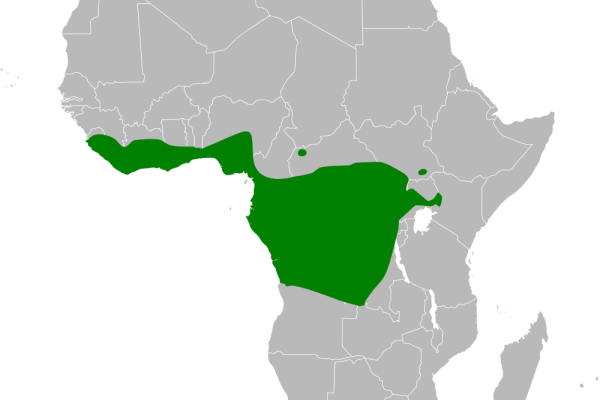 Crested Malimbe
