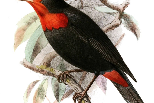 Crested Malimbe