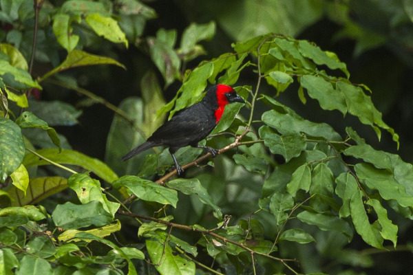 Crested Malimbe