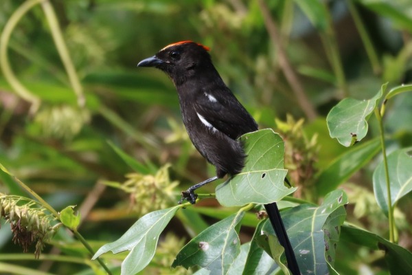 Crested Oriole