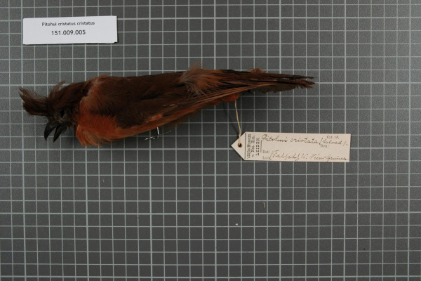 Crested Oropendola