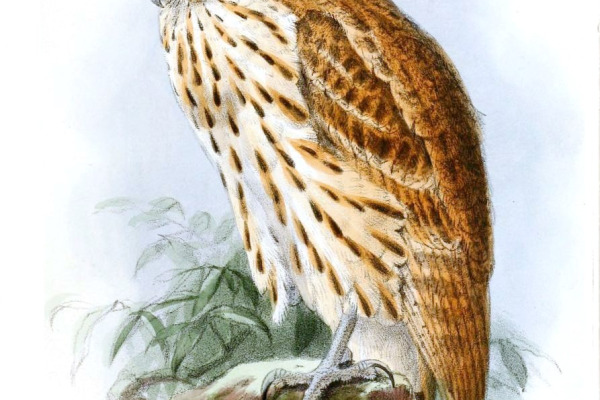 Crested Owl