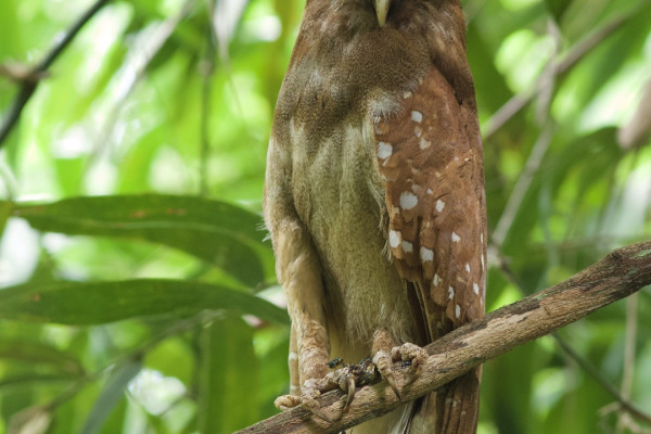 Crested Owl