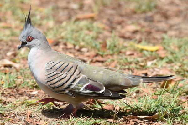 Crested Pigeon
