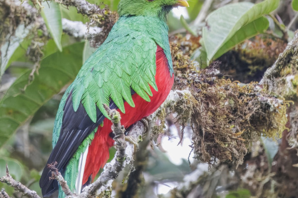Crested Quetzal