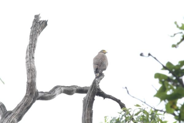 Crested Serpent Eagle