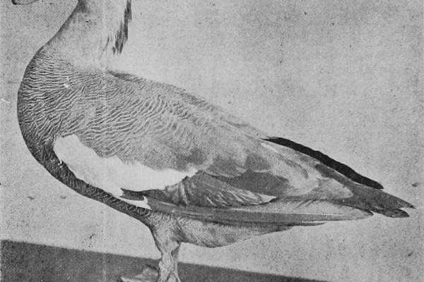 Crested Shelduck