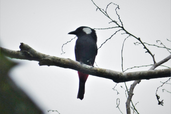 Crested Shriketit