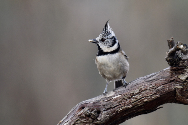 Crested Tit