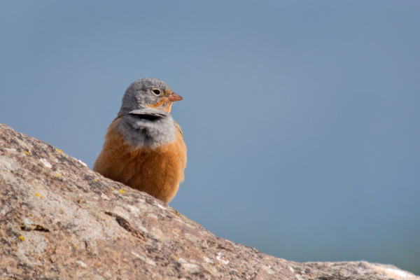 Cretzschmar's Bunting