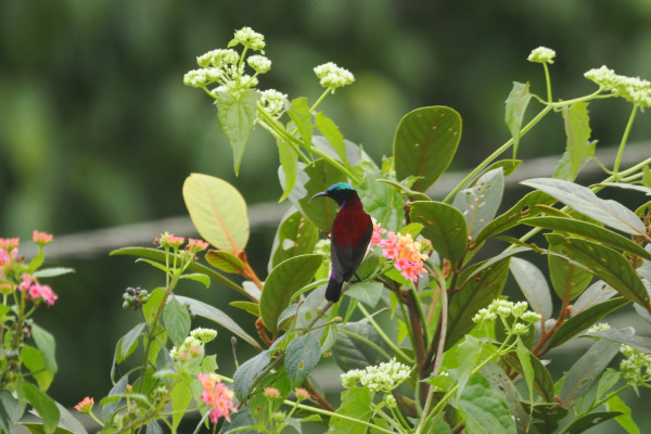 Crimson-backed Sunbird