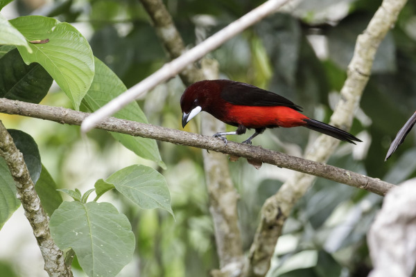 Crimson-backed Tanager