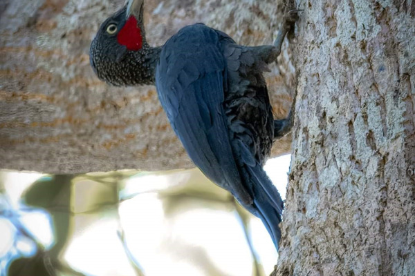 Crimson-backed Woodpecker