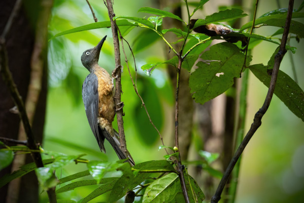 Crimson-backed Woodpecker