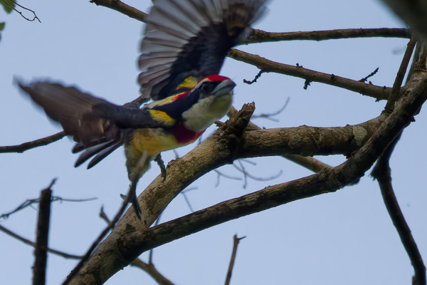 Crimson-bellied Woodpecker