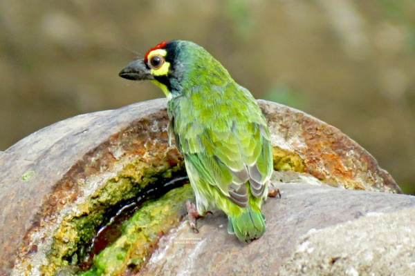Crimson-breasted Barbet