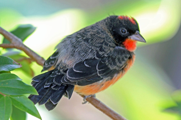 Crimson-breasted Finch