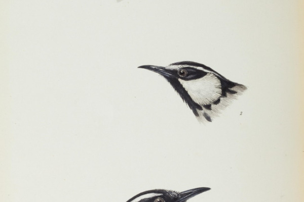 Crimson Chat