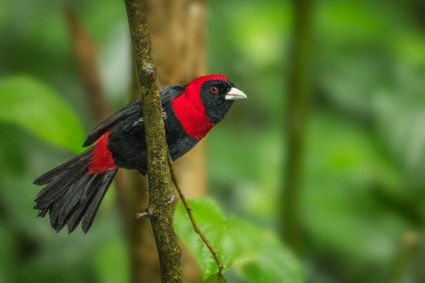 Crimson-collared Tanager
